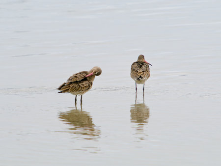 Two birds are perched in the water, surrounded by the calm waters.の写真素材