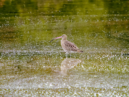 A brown and white bird with a long, thin, pink beak stands in the shallow water. The bird's legs are long and thin, and its eyes are dark.の写真素材