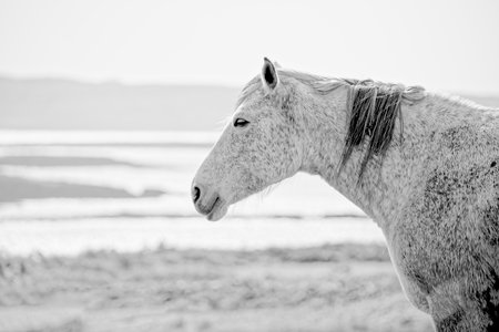A horse with a white face stands on a beach. The horse appears to be tired, and the beach setting gives the image a peaceful and serene mood.の写真素材