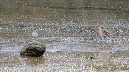 Two birds are standing in shallow water. One bird is perched on a rock, the other is wading in the water. The water is covered in small white bubbles.の写真素材