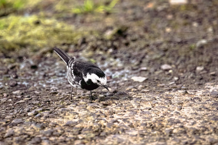 A white wagtail bird with black markings is standing on a rocky, muddy surface. Its head is tilted, and its beak is pointed towards the ground. Some green grass is visible in the background.の写真素材
