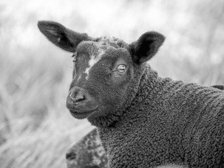The black sheep has a large, white patch on its forehead. Its dark eyes stare directly at the viewer. A blurry, white background suggests a barn or fence.の写真素材
