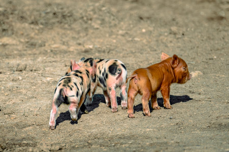 Two piglets with black and white spots are walking in front of another piglet, which is solid brown. The piglets are all walking on a dirt surface.の写真素材