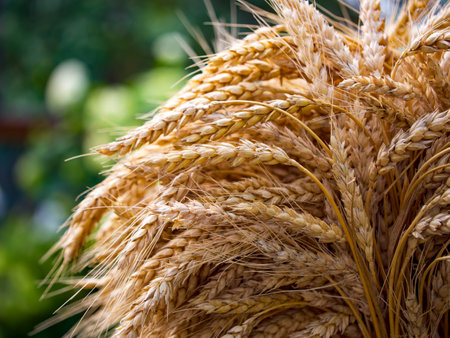 Golden hues of ripe wheat contrasted by a soft green background; epitomizes organic and sustainable farming.の写真素材