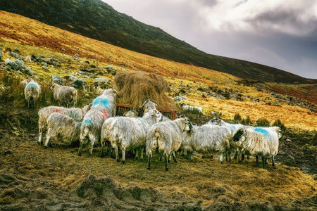 A group of sheep are grazing on a hillside. They are eating hay from a bale that is in the middle of the image. There is a mountain in the background and some clouds in the sky.の写真素材