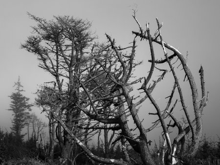 A captivating view of gnarled trees shrouded in thick fog, creating an eerie atmosphere in a quiet...