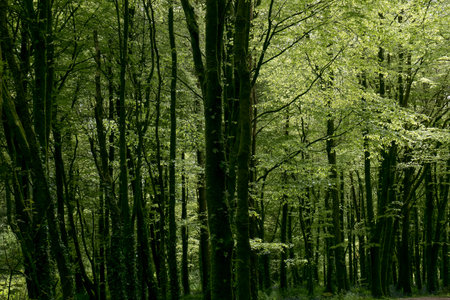 A lush green forest, tall trees during the day.の写真素材