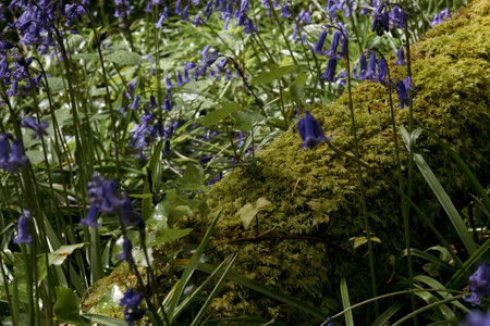 Scene depicts a forest floor with a large moss-covered log. Bluebell plants are visible around and under the log. Natural lighting is evident.の写真素材