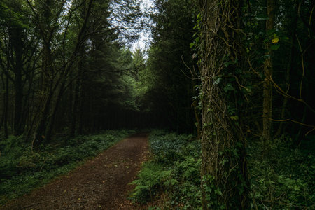 Lush green forest path winding through dense trees in a serene woodland setting.