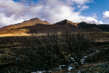 In a tranquil setting, mountains rise against the sky, illuminated by soft evening light. A stark, leafless tree stands in the foreground, enhancing the serene atmosphere.の写真素材