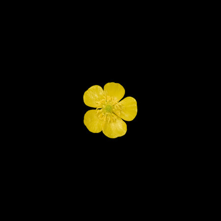 A single bright yellow wildflower displays delicate, rounded petals, highlighting its natural beauty...