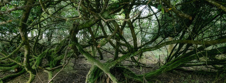 Intricate and tangled branches create a lush green environment in a forest. The diverse foliage adds...