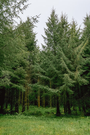 A lush green forest with tall evergreen trees, rich undergrowth and soft light filtering through the foliage, creating a tranquil atmosphere in the forest.の写真素材