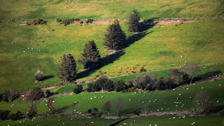 The Carrauntoohil walkway enjoy stunning views of green fields dotted with grazing sheep and scattered trees, creating a serene and picturesque atmosphere in Ireland.の写真素材