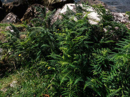 Vibrant green ferns thrive in the foreground, nestled among rocks along a scenic shoreline. The sunlight enhances their lush appearance.の写真素材