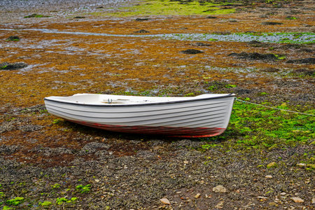 Boat resting on vibrant seaweed at low tide in Ireland's coastal landscape.の写真素材