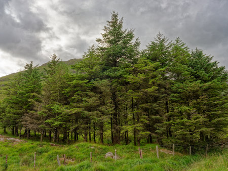 Evergreen trees grow densely on a lush, grassy hillside. A cloudy sky hangs overhead, creating soft light over the landscape. A mountain is visible in the background.の写真素材