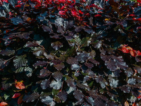 The tight-knit Copper Beech hedge displays a variety of leaf colors. Mostly dark purple foliage transitions to brighter red hues as the seasons change in fall.の写真素材