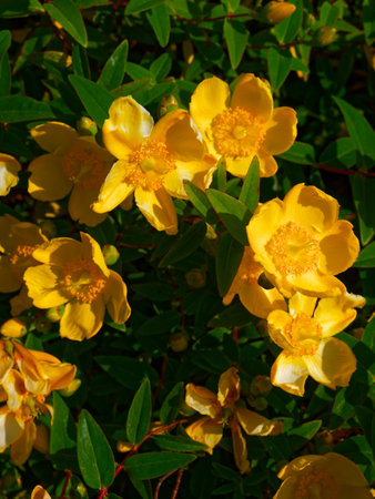 Many yellow flowers are in bloom, showcasing their petals and stamens. Green leaves surround the flowers, creating a natural, vibrant, and colorful floral composition.の写真素材