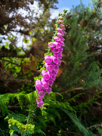 A single foxglove plant, showing its beautiful, drooping flowers. A perfect example of wildflowers thriving in a natural setting.の写真素材