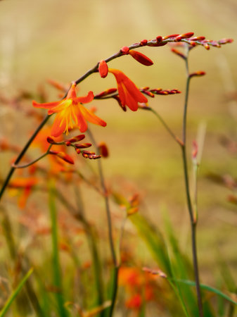 Elegant crocosmia lucifer flowers bloom in a field during the summertime, highlighting the beauty of a wildflower.の写真素材