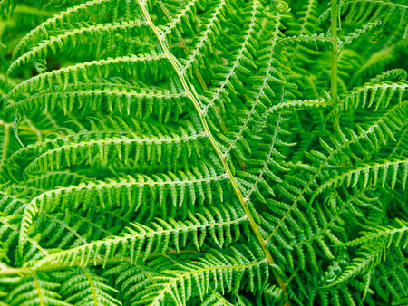 Intricate details of a fern, showcasing its fresh, vibrant green fronds. Perfect for adding a touch of nature.の写真素材
