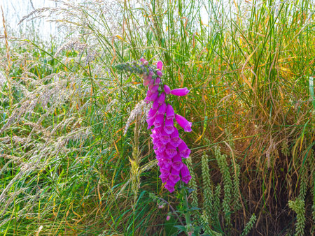 Close-up of a foxglove flower, showing the intricate details of its bell-shaped petals and rich purple hue. Meadow wildflowers in nature.の写真素材