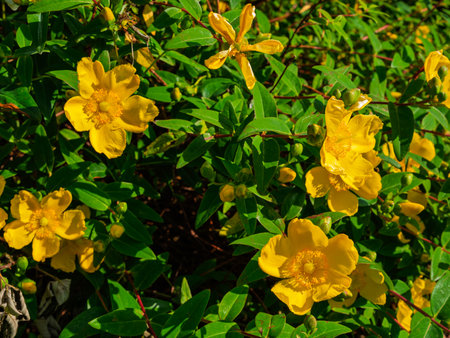 Many yellow Saint John's wort flowers are in bloom, showing off their petals and stamens. The flowers are surrounded by green leaves, which makes them look natural, bright and colorful.の写真素材