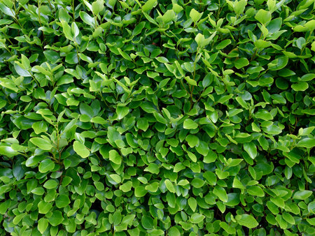 Close-up view of green Eugenia myrtifolia plant foliage in natural sunlight showing vibrant, healthy leaves and dense growth pattern.の写真素材