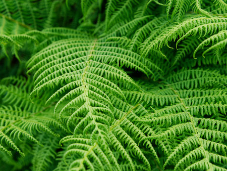 Several layers of bright green fern fronds intertwine, creating a lush natural texture. The light...
