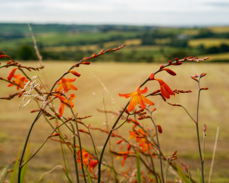Orange montbretia flowers sway gently in a grassy field in County Cork, Ireland. In the background, verdant hills and a golden field provide a scenic backdrop on a summer day.の写真素材
