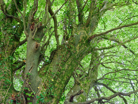 A large Beech tree fills the frame, its textured trunk and branches reaching skyward, covered with green leaves. Sunlight filters through the leaves, creating a pattern of light and shadow.の写真素材