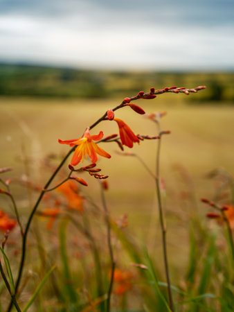 Montbretia flowers bloom in a lush field during a summer day in Ireland.の写真素材