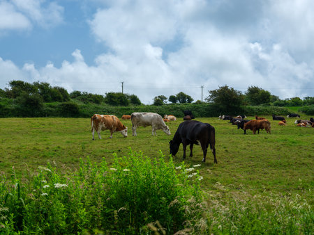 A herd of cattle, with varied colors, grazes and rests in a vibrant green field. The scene shows a typical summer pasture in West Cork, Ireland.の写真素材