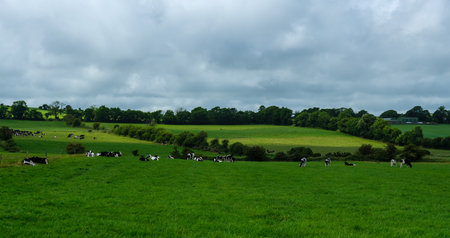 A large herd of black and white dairy cows are peacefully grazing and resting in a vibrant green pasture in the rolling hills of West Cork, Ireland.の写真素材