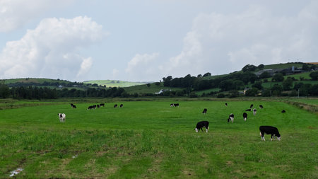 Cows graze in a vibrant green field.の写真素材