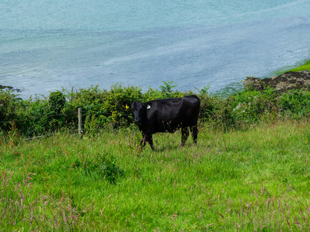 A black cow is standing in a lush green field. In the background, there is a view of the calm ocean. The scene takes place in West Cork, Ireland.の写真素材