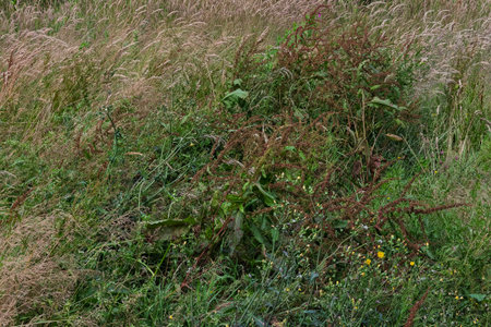 Tall grasses, weeds, and wildflowers fill an overgrown field. Various shades of green and brown textures are present. This land appears to be located in West Cork, Ireland.の写真素材