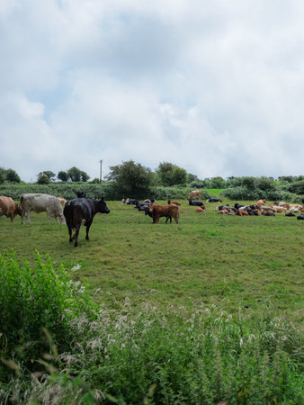 A serene country scene with cattle roaming on a lush green field.