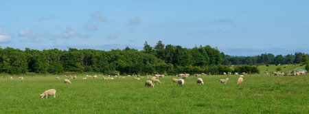 Sheep grazing peacefully in a verdant field in West Cork, Ireland on a bright, sunny day.の写真素材