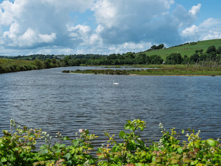 Scenic view of a lake with a swan, surrounded by lush vegetation in West Cork, Ireland.の写真素材