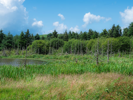 Green forest and meadow landscape view on a sunny day with a blue sky and some white clouds.の写真素材