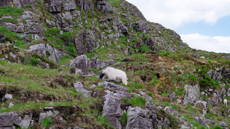 A sheep forages on the steep, rocky slopes of Dunloe Gap in Ireland. Green grass and moss grow among the rocks, creating a picturesque scene of Irish countryside.の写真素材