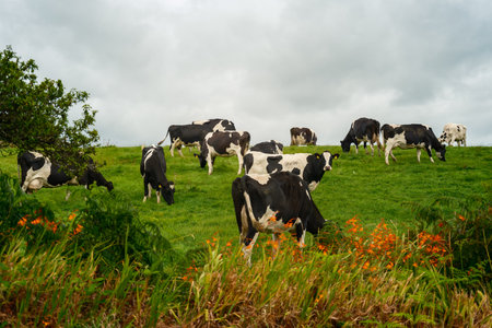 Cows are grazing on the green hillside pasture in West Cork, Ireland, during a cloudy afternoon with orange flowers.の写真素材