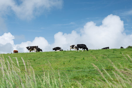 Black and white cows relaxing on a green hilltop underneath the cloudy sky.
