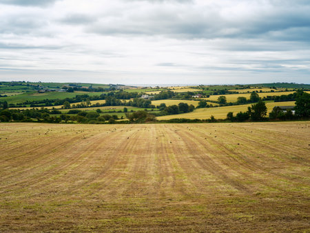 A golden field stretches towards a horizon of green hills and scattered trees, under a bright, overcast sky.の写真素材