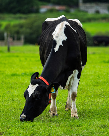A black and white Holstein Friesian cow eats green grass on a bright day in a field in West Cork, Ireland. The cow has a collar and an ear tag.の写真素材
