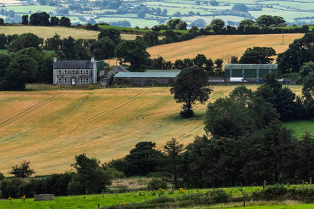A picture of countryside in West Cork shows a field of yellow grain leading to a gray stone farmhouse. Green fields and trees cover the landscape.の写真素材