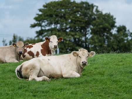 Three cows are resting peacefully on a grassy hill in West Cork. They are enjoying the green fields of Ireland and the calm of a summer day.の写真素材