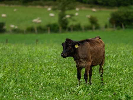 A young brown calf stands in a field of tall green grass in West Cork. The calf has a yellow ear tag and is looking to the left of the frame.の写真素材